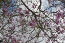 DSC_7021_relatorio