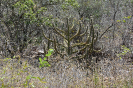 DSC_7318_relatorio