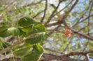 Jatropha mollissima (1)