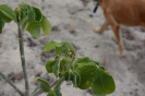 Jatropha mollissima (3)