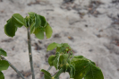 Jatropha mollissima (4)
