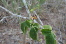Jatropha mollissima (5)