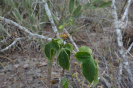 Jatropha mollissima (6)