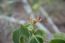 Jatropha mollissima (7)