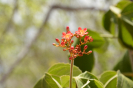 Jatropha mollissima (8)