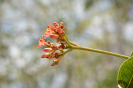 Jatropha mollissima (9)