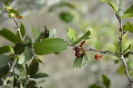 Maytenus rigida (2)
