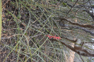 Neoglaziovii variegata (1)
