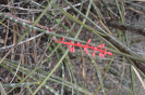 Neoglaziovii variegata (2)