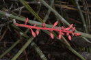 Neoglaziovii variegata (3)