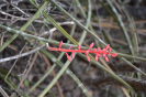 Neoglaziovii variegata (5)