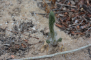 Portulacca (1)