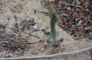 Portulacca (2)