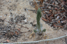 Portulacca (3)