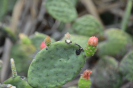 Tacinga (5)