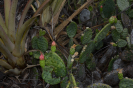 Tacinga (7)