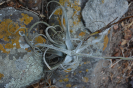 Tillandsia cf. streptocarpa (5)