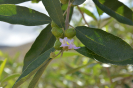 Vitex gardneriana (1)
