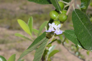 Vitex gardneriana (2)