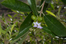 Vitex gardneriana (3)