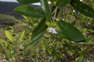 Vitex gardneriana (4)