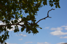 Ziziphus (10)
