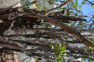 Ziziphus (13)