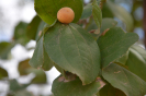 Ziziphus (1)
