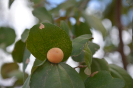 Ziziphus (2)