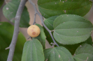 Ziziphus (3)