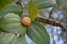 Ziziphus (4)