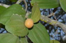 Ziziphus (5)