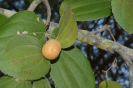 Ziziphus (6)