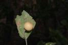 Ziziphus (7)