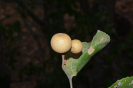 Ziziphus (8)