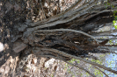 Ziziphus (9)