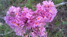 20170619_IFN Cerrado_TO_0035_Ipê roxo_Foto Teddy Terra_Krüger Florestal