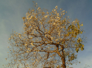 20170811_IFN Cerrado_BA_0018_Foto Túllio Torres_NE Reflore