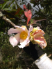 20180409_IFN Cerrado_Goiás_160314334_Foto Rafael Marques_Saltus