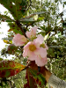 20180409_IFN Cerrado_Goiás_160428859_Foto Rafael Marques_Saltus_ajustada