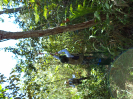 COLETA DO MATERIAL BOTANICO