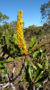 flor