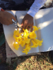 FLOR IPE CARAIBA