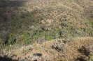 floresta no cerrado