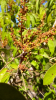 frutos