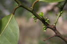 IFN Cerrado_Tocantins_2017_FLOR Sapotaceae 1_Foto Gustavo Rocha_Ecotech