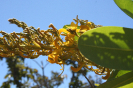 IFN Cerrado_Tocantins_2017_FLOR Vochysia sp 5_Foto Gustavo Rocha_Ecotech