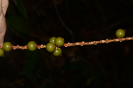 DSC_9260