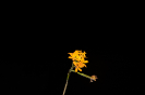 DSC_9409