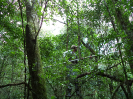 IFN_PR (14)